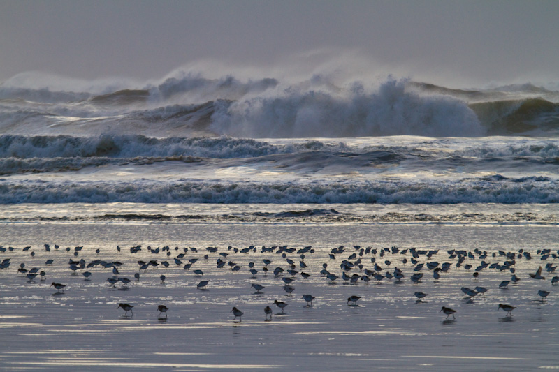 Sanderling And Dunlin In Surf